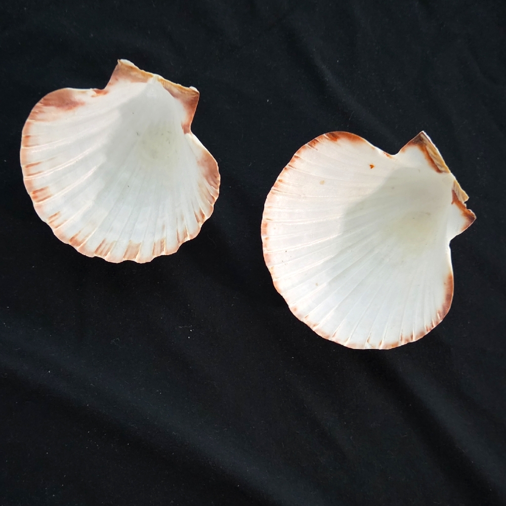 2 Large Scallop Shells